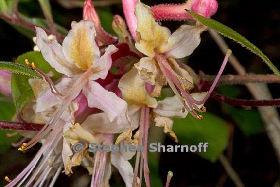 rhododendron austrinum subsection pentanthera 2 graphic